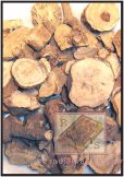 Корень вропейской Мандрагоры (Mandragora officinarum)